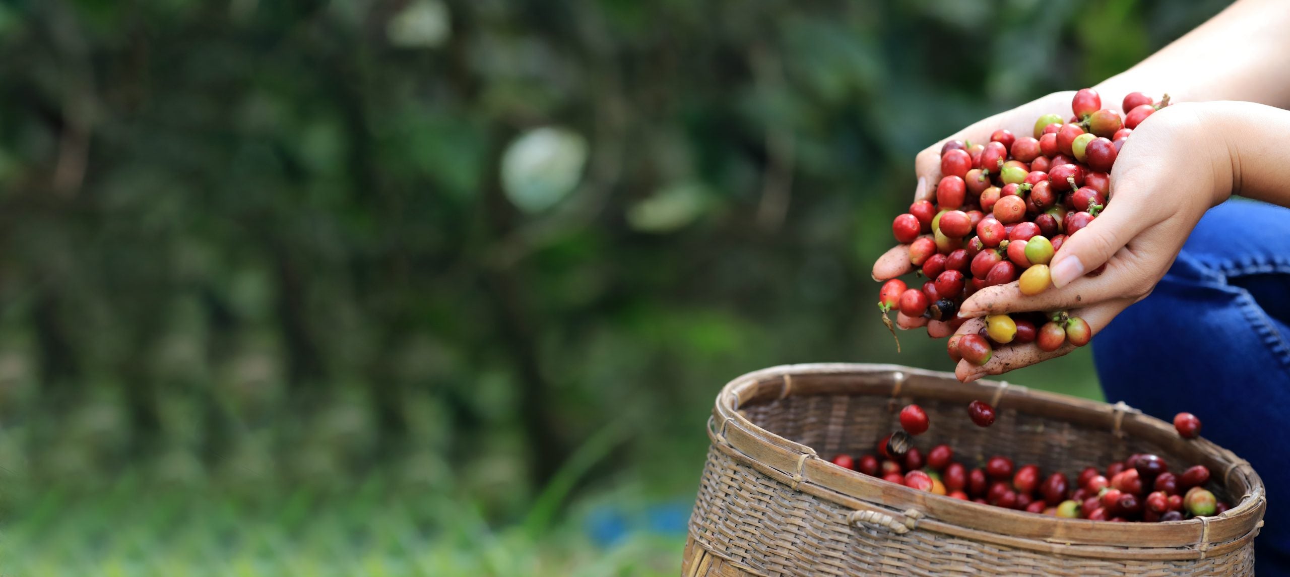 Empowered Women in the Coffee Industry -  Overcoming Inequality