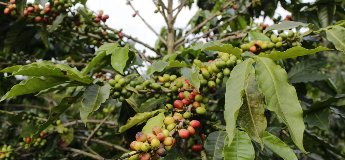 What makes Columbian Coffee so good?