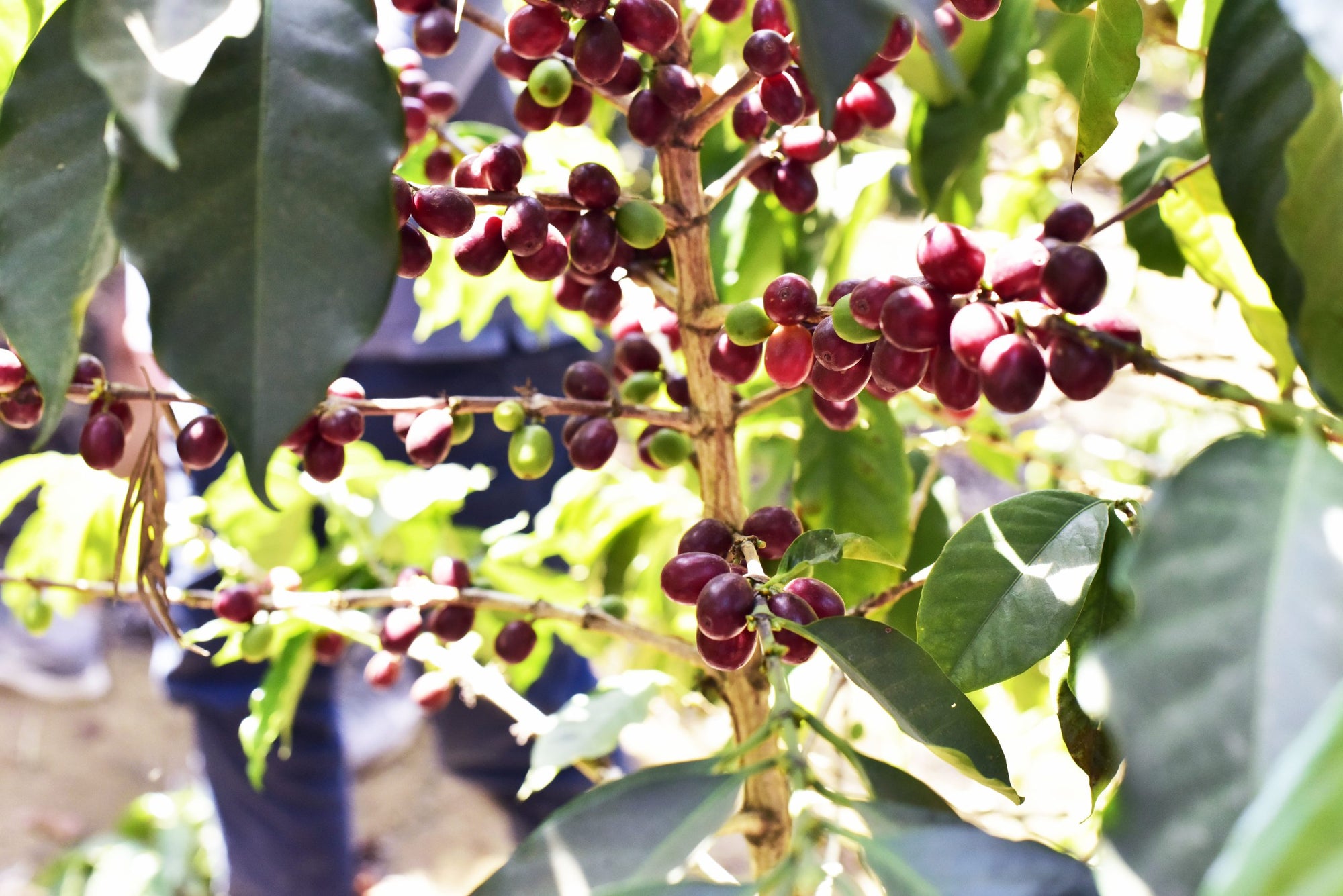 Did You Know? The Fascinating Journey of Coffee!