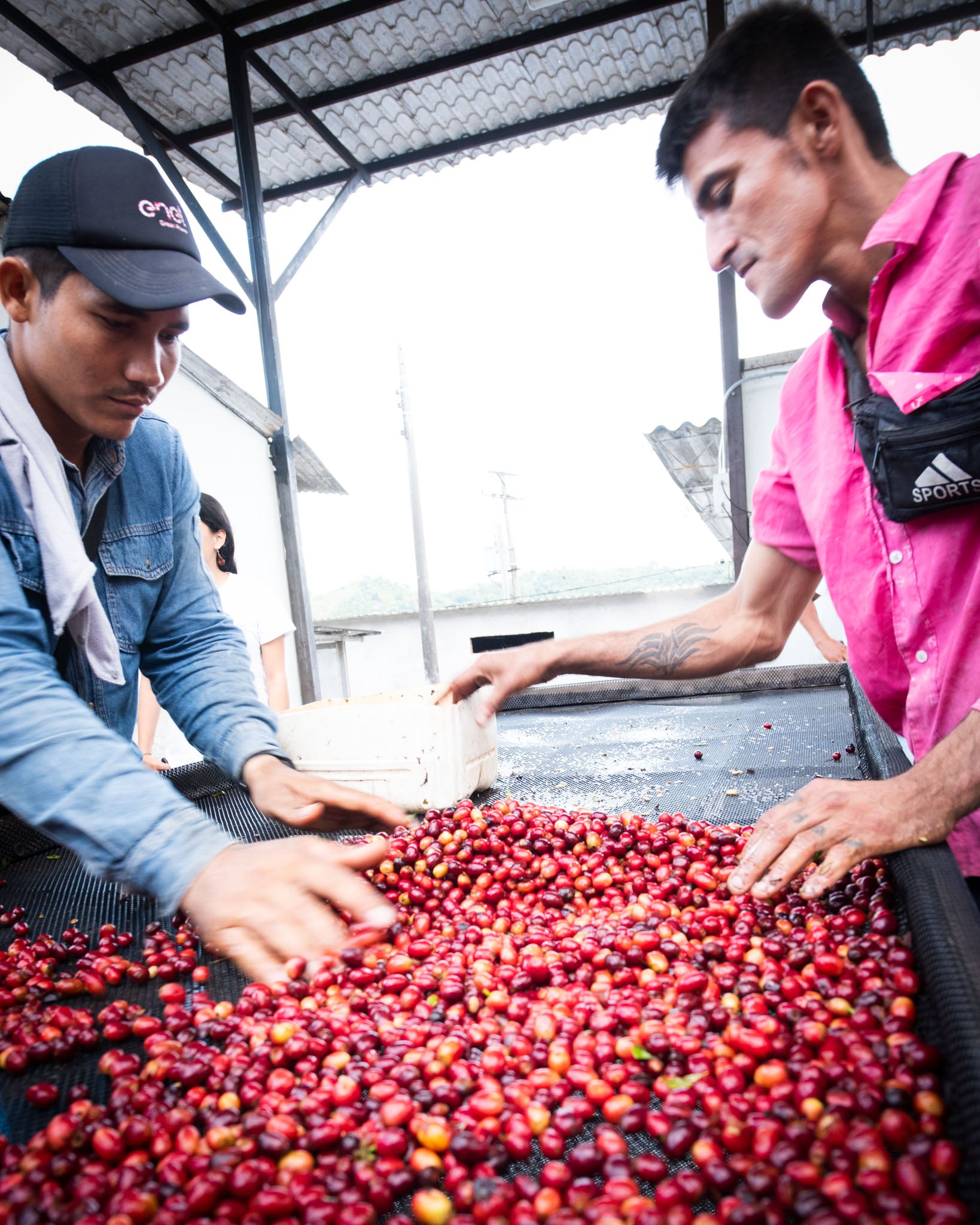 Forest Coffee Farm coffee berry sorting.