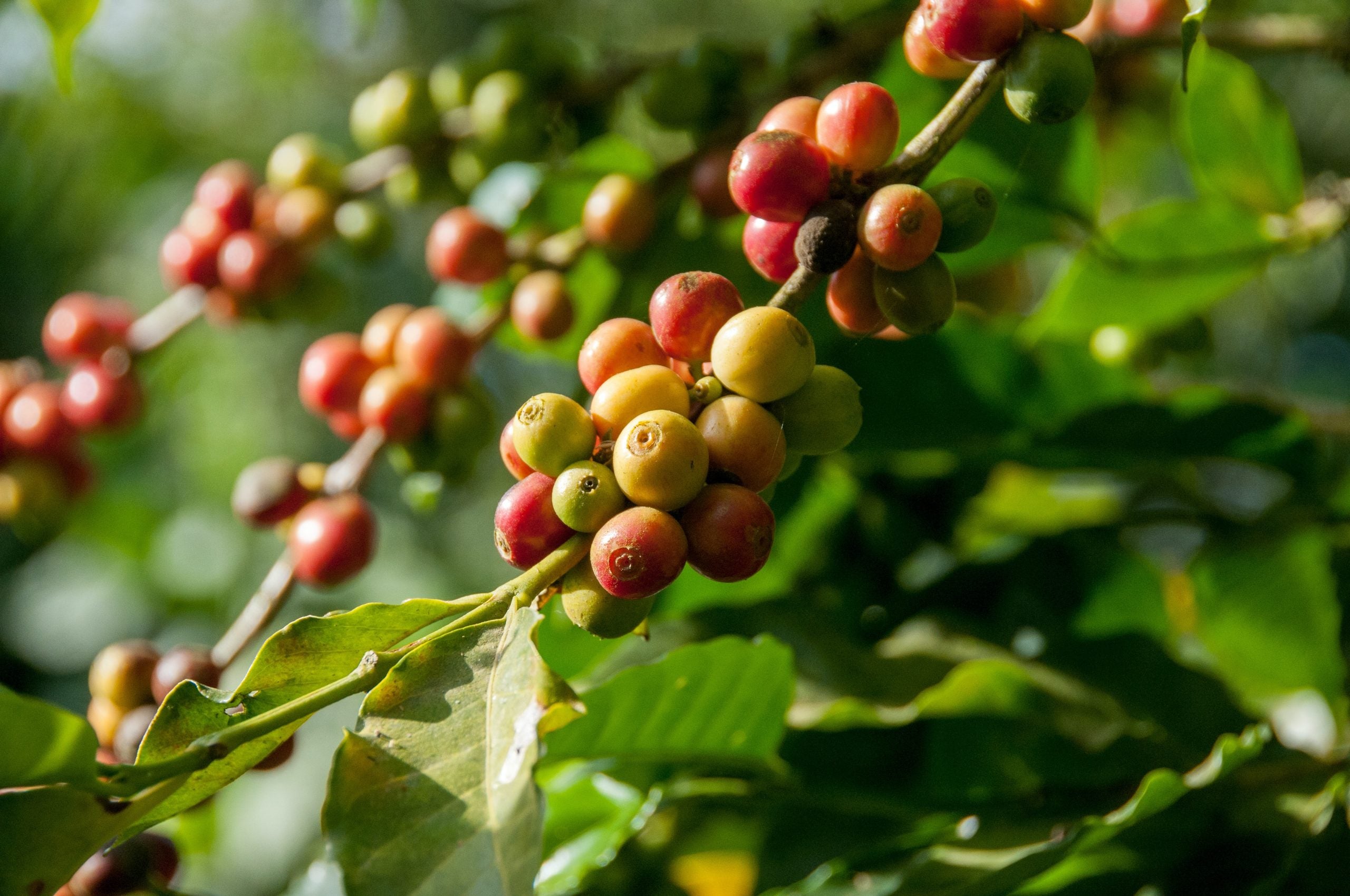how coffee and fair trade are connected and why it is important