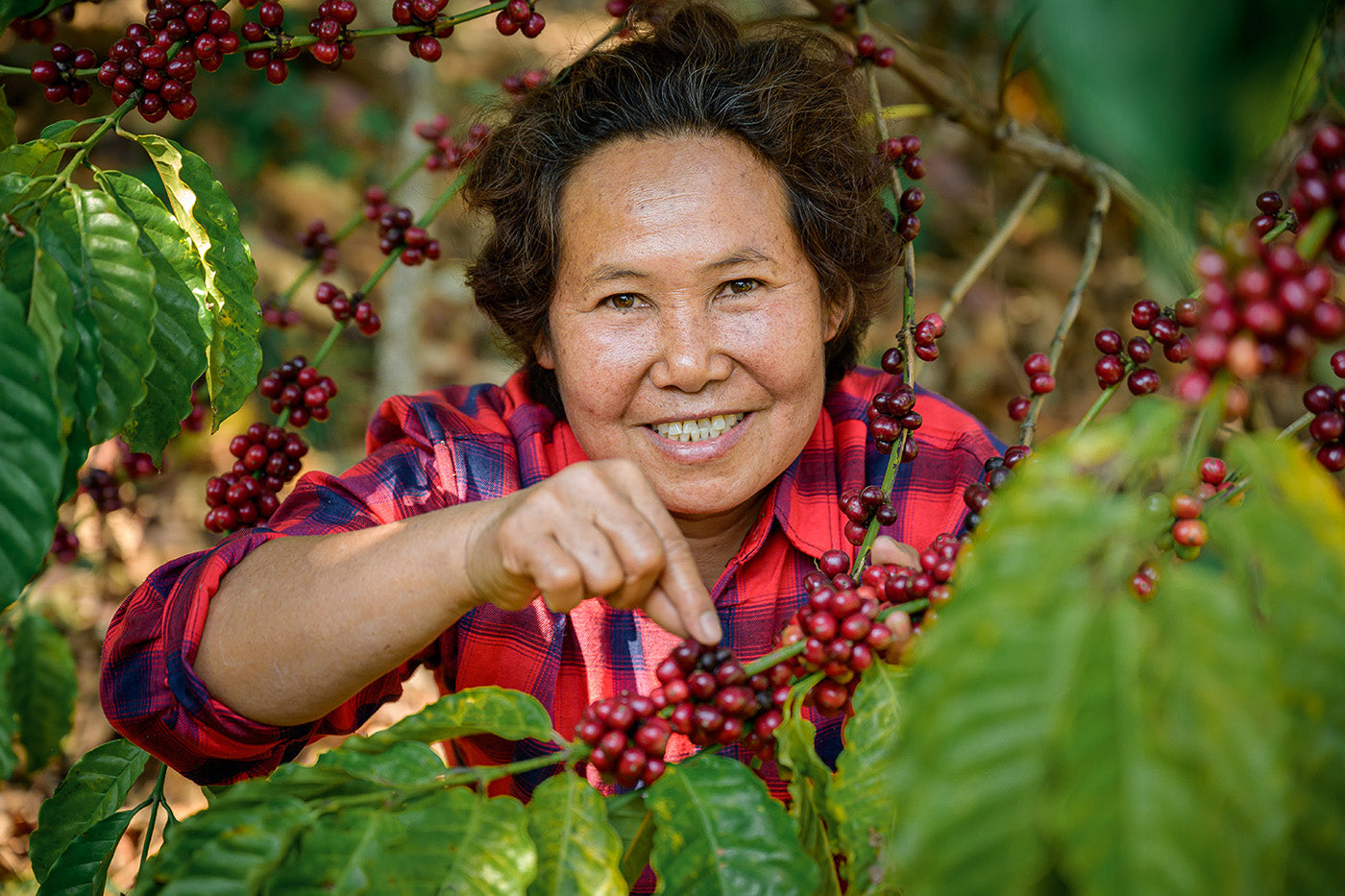 Woman with coffee bean plant